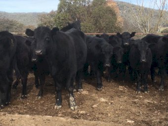 WANTED Agistment for Approx 100 Head of Angus Cattle