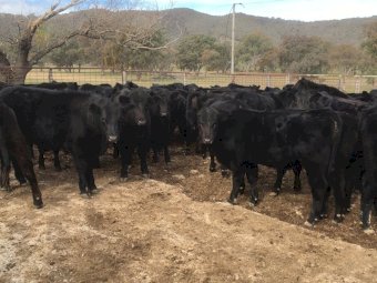 WANTED Agistment for Approx 100 Head of Angus Cattle