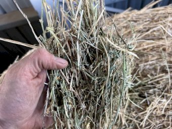 Lucerne Hay with some Ryegrass in Round Bales
