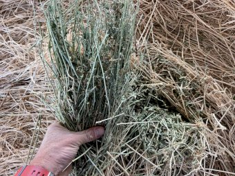 Lucerne Hay with some Ryegrass in Round Bales