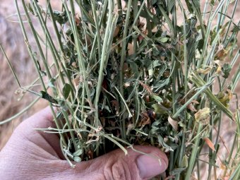 Lucerne Hay with some Ryegrass in Round Bales