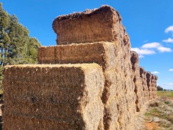 200mt Barley tailings 450kg 8x4x3 Bales