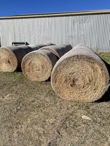 Large Round Rolls Lucerne 5 x 4.
