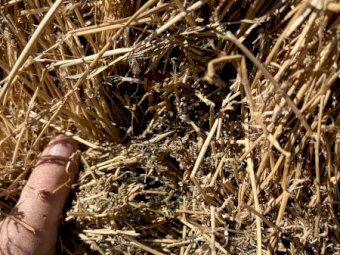 Large Round Rolls Lucerne 5 x 4.