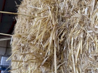 1 b Double load Barley Straw 8x4x3 Bales Header Tailings.