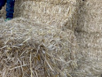 1 b Double load Barley Straw 8x4x3 Bales Header Tailings.