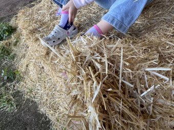 1 b Double load Barley Straw 8x4x3 Bales Header Tailings.