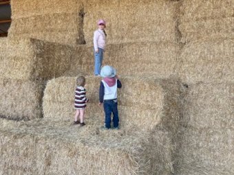 1 b Double load Barley Straw 8x4x3 Bales Header Tailings.