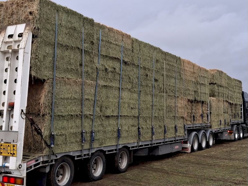 Very Good Quality Lucerne Hay.