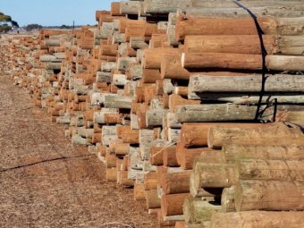  Secondhand treated pine posts plus steel strainers