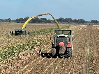 500 X Maize Silage 5X4 Round Bales