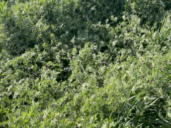 300 Bales of Vetch and Barley Hay