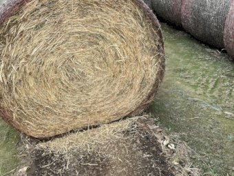 300 Bales of Vetch and Barley Hay