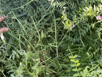 300 Bales of Vetch and Barley Hay