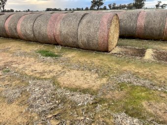 300 Bales of Vetch and Barley Hay