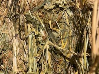 1 x B-Double Load of 24' Season Oaten Hay 8x4x3 Bales