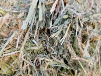 30 mt  Vetch Hay 8x4x3 Bales 24/25 Season