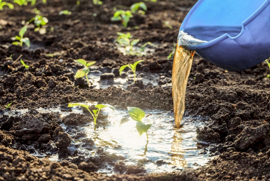 WANTED Manufacturer of Fish-Based Organic Liquid Fertiliser – Custom Formulation, Packaged in 20L & 1000L