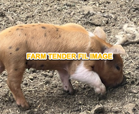 WANTED Miniature Pigs