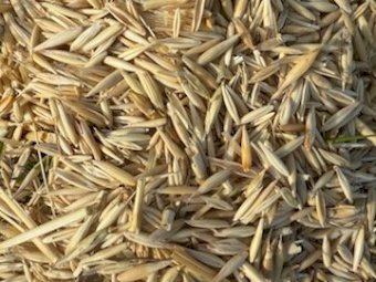 12MT Yarran Oats