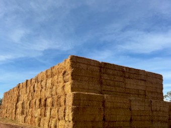 200mt Cavalcade Hay 500kg 8x4x3 Bales