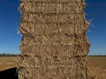 500mt Forage Sorghum/Cowpea Hay 600kg 8x4x3 Bales
