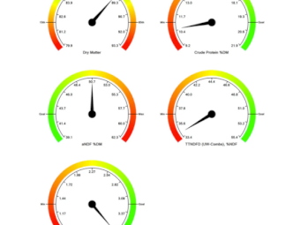 500mt Forage Sorghum/Cowpea Hay 600kg 8x4x3 Bales