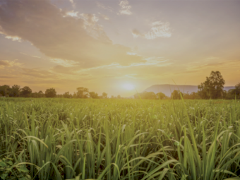 **Great Price** Propiconazole 250 - 20L Drums