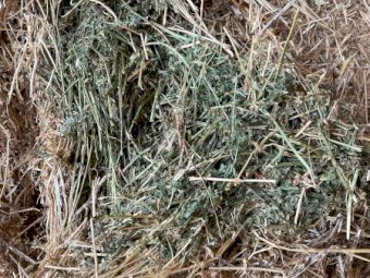 80mt Lucerne Hay 650-700kg 8x4x3 Bales