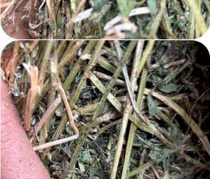 35mt Lucerne Hay 580kg 8x4x3 Bales