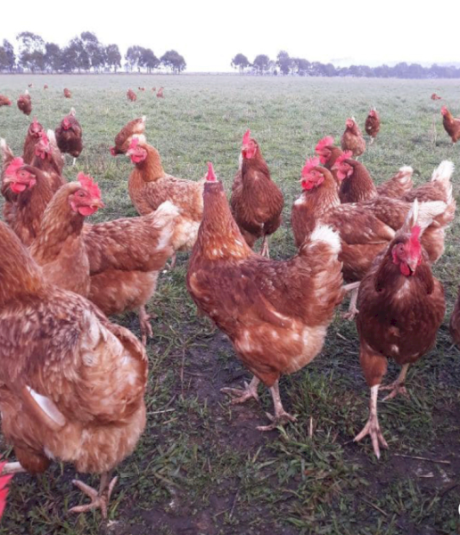 20 x Isa Brown Chickens