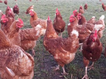 20 x Isa Brown Chickens