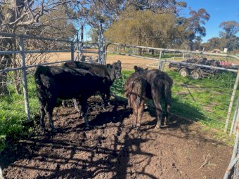 Angus Dairy Calves x 4