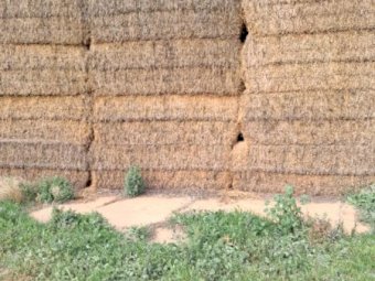 100mt Vetch Hay 500kg 8x4x3 Bales