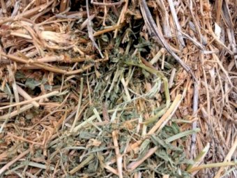 100mt Vetch Hay 500kg 8x4x3 Bales