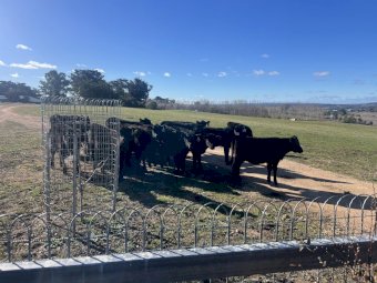 18 x Angus Heifers