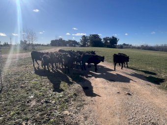 18 x Angus Heifers