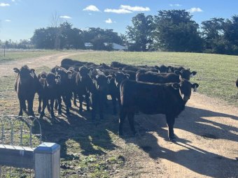 18 x Angus Heifers