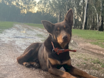 Red and Tan Kelpie Dog