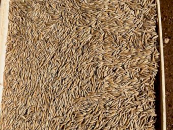 50MT Yiddah Feed Oats