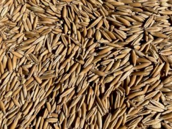 50MT Yiddah Feed Oats