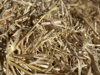 300 x Barley Straw 500-550kg 8x4x3 Bales