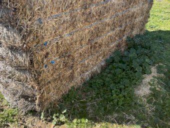 300 x Barley Straw 500-550kg 8x4x3 Bales