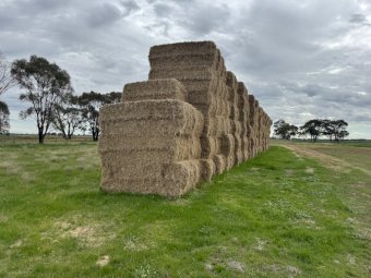 100 Bales of Rice Straw