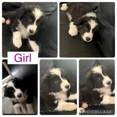Pure Bred Border Collies Puppies