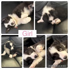 Pure Bred Border Collies Puppies