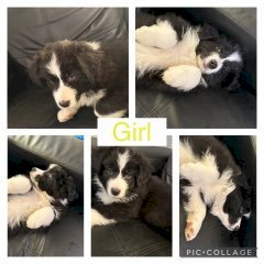 Pure Bred Border Collies Puppies