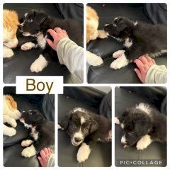 Pure Bred Border Collies Puppies
