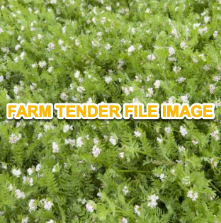 Santorini Serradella Seed