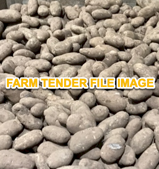 100mt Stockfeed Potatoes